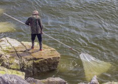Whitebaiting on the Grey