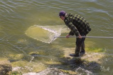 Whitebaiting on the Grey