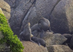 Fur Seals With Pups