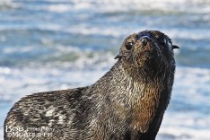 Baby For Seal