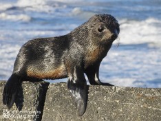 Baby For Seal