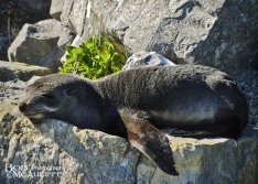Baby For Seal