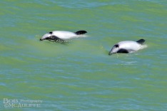 Hector's Dolphins