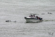 Dolphins Escort Boat