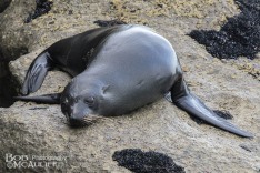 NZ Fur Seal