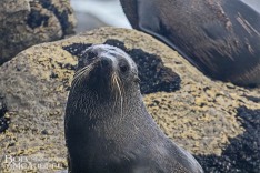 NZ Fur Seal