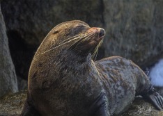 NZ Fur Seal