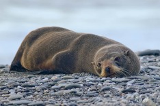 NZ Fur Seal