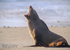 NZ Fur Seal