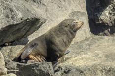 Fur Seal Resting