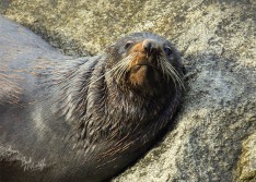NZ Fur Seal
