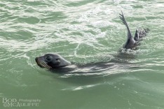 NZ Fur Seal Swimming