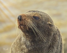 NZ Fur Seal