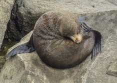 NZ Fur Seal