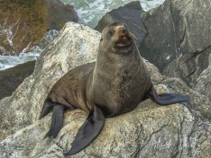 NZ Fur Seal