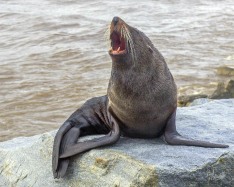 NZ Fur Seal