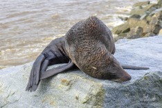 NZ Fur Seal