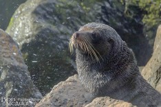 NZ Fur Seal