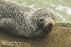 NZ Fur Seal