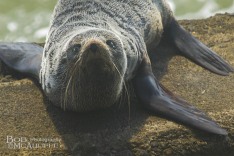 NZ Fur Seal