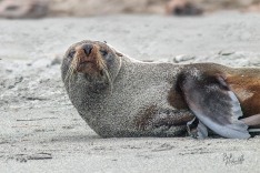 NZ Fur Seal
