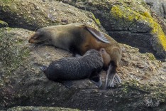 NZ Fur Seals Feeding Pup