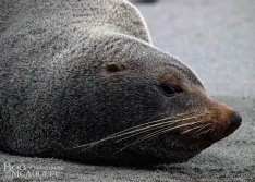 NZ Fur Seal