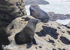 NZ Fur Seals