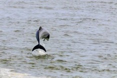 Hector's Dolphin