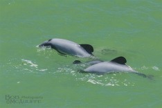 Hector's Dolphins
