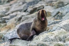 NZ Fur Seal