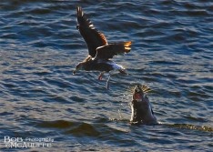 Fur Seal Fishing