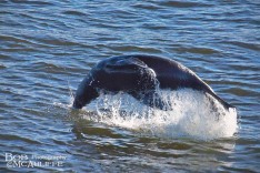 Fur Seal Fishing