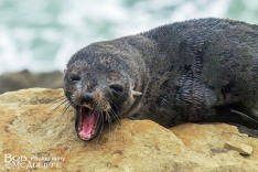 Fur Seal Pup