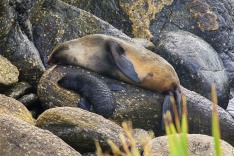NZ Fur Seals With Pup