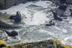 NZ Fur Seals
