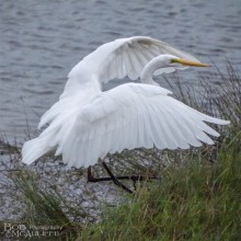 Kotuku landing