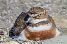 Banded Dotterel on Nest