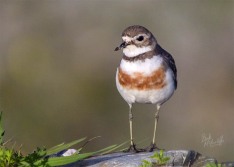 Banded Dotterel Female