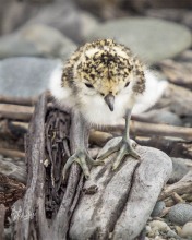 Banded Dotterel Chick.