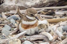 Banded Dotterel With Chick.