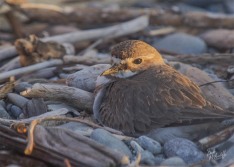 Banded Dotterel on Nest