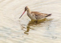 Bar-tailed Godwit Bar-tailed Godwit