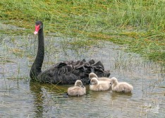 Black Swan family