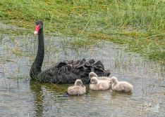 Black Swan family Black Swan family