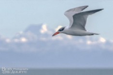 Caspian Tern