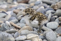 Banded Dotterel Chick.