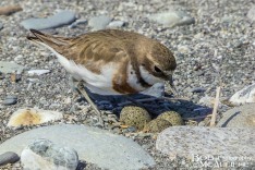 Banded Dotterel tending eggs