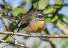 Fantail Piwakawaka