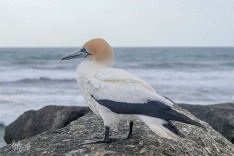 Gannet